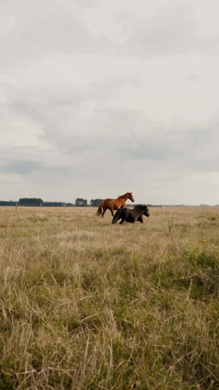Dos caballos corriendo sueltos en la pradera